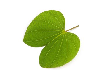 Bauhinia purpurea beyaz arkaplanda yalıtılmış bırakır