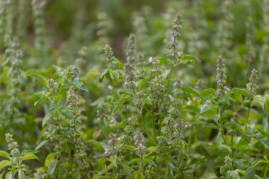 Doğada yetişen organik fesleğen ağacı bahçesi bitkisi