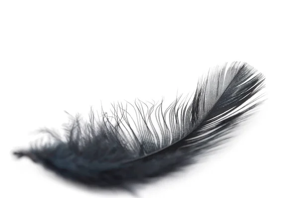 Black Feather Texture White Background — Stock Photo, Image