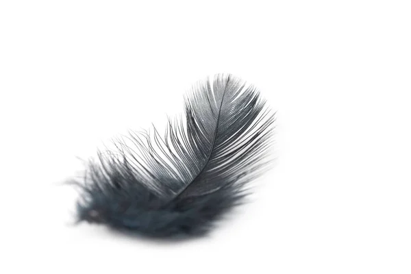 Beyaz Arkaplanda Siyah Tüy Dokusu — Stok fotoğraf