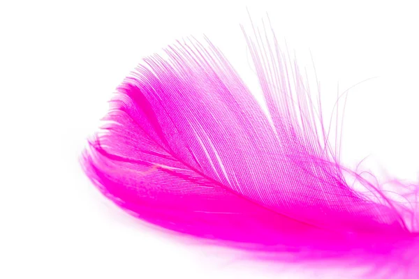 Рожева Текстура Пера Білому Тлі — стокове фото