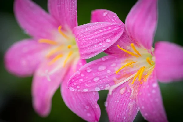 Różowy Zephyranthes Grandiflora Kwiat Krople Wody Wzdłuż Płatków Czarnym Tle — Zdjęcie stockowe