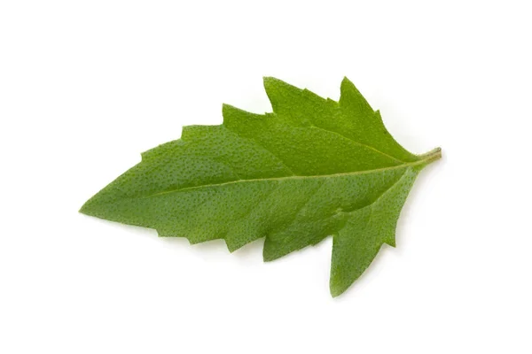 Grüne Blätter Isoliert Auf Weißem Hintergrund — Stockfoto