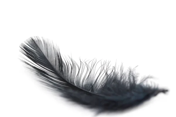 Μαύρο Φτερό Υφή Λευκό Φόντο — Φωτογραφία Αρχείου