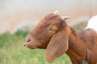 Kahverengi sevimli keçi yeşil arka planlı kameraya bakıyor