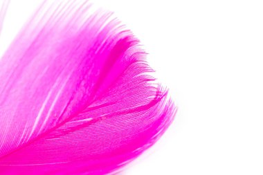 Beyaz arkaplanda pembe tüy dokusu