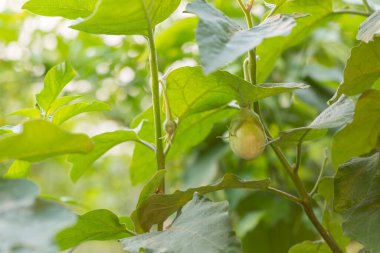 Ağaçtaki organik patlıcanların arka planı bulanıktır.
