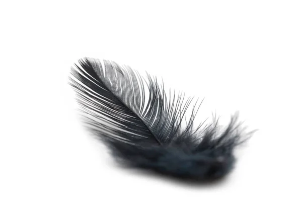 Beyaz Arkaplanda Siyah Tüy Dokusu — Stok fotoğraf