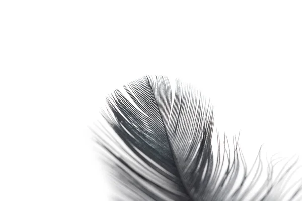 白い背景に黒い羽の質感 — ストック写真