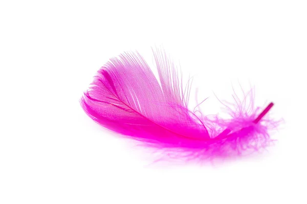 Pink Feather Texture White Background — Stock Photo, Image
