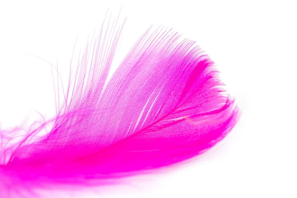 Pink Feather Texture White Background — Stock Photo, Image