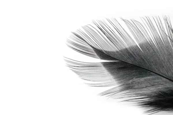 Black Feather Texture White Background — Stock Photo, Image