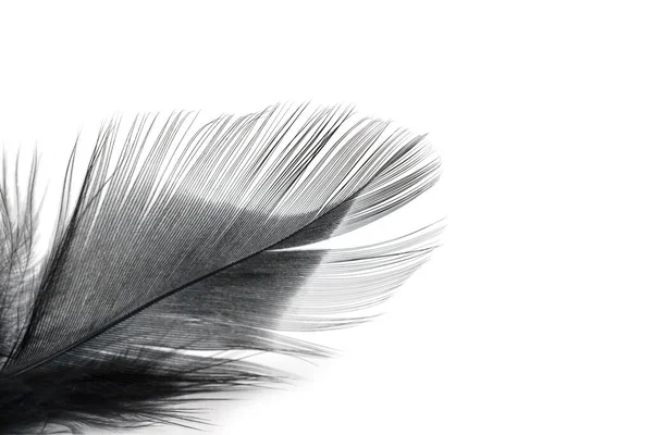 Black Feather Texture White Background — Stock Photo, Image