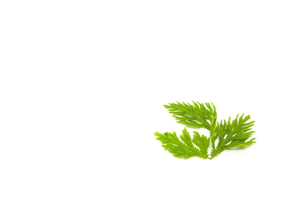 Selaginellaceae Leaves White Background — 스톡 사진