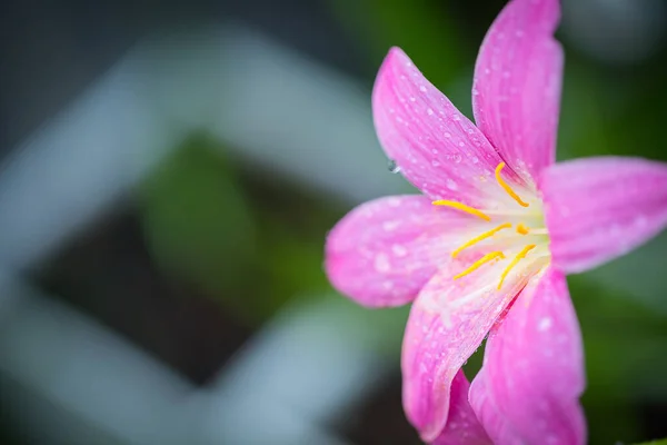 Rosa Zefyranthes Grandiflora Blomma Har Vattendroppar Längs Kronbladen Med Svart — Stockfoto