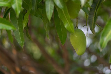 Ağaçtaki bulanık arkaplanlı mangoyu kapat.