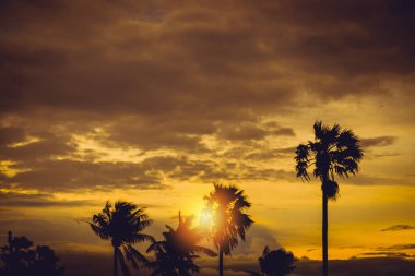 Güneş battığında hindistan cevizi ağaçları