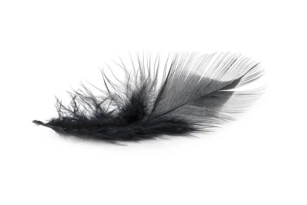 白い背景に黒い羽の質感 — ストック写真