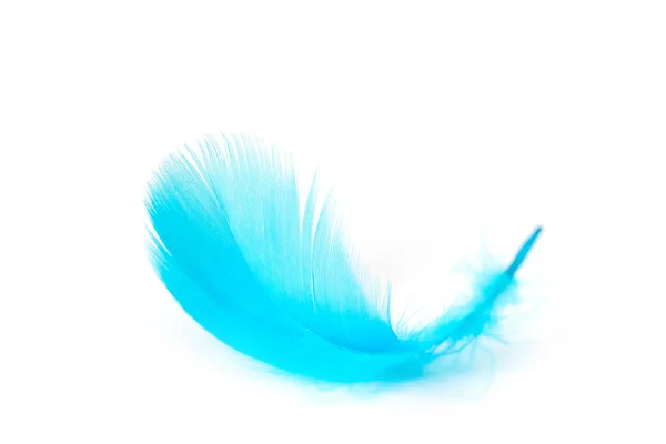 白い背景に青い羽 — ストック写真