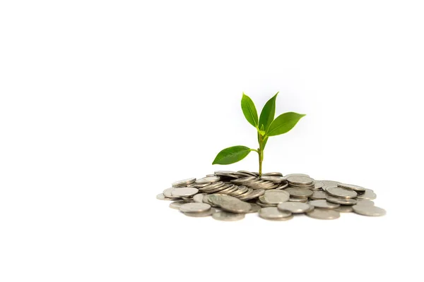 Financial Business Growth Tree Coin Concept White Background — Foto de Stock