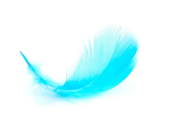 白い背景に青い羽 — ストック写真