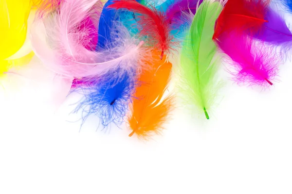 Multicolored Feathers White Background — Stock Photo, Image