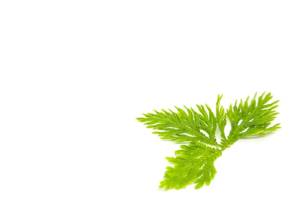 Selaginellaceae Bladeren Een Witte Achtergrond — Stockfoto