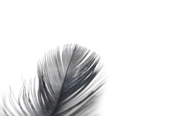 Black Feather Texture White Background — Stock Photo, Image