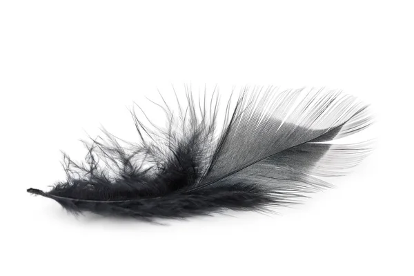 白色背景上的黑色羽毛纹理 — 图库照片