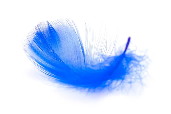 Beyaz Arkaplanda Mavi Tüyler — Stok fotoğraf