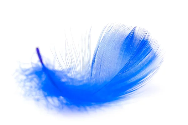 Plumas Azules Sobre Fondo Blanco — Foto de Stock