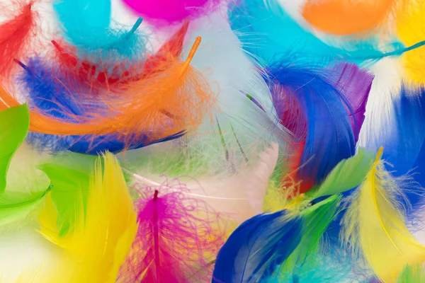 Many colorful feather texture background