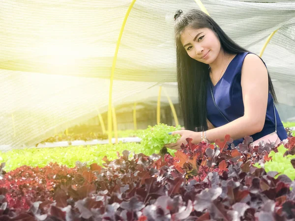 Mujeres Asiáticas Agricultoras Viendo Parcelas Hidropónicas Que Cultivan Verduras — Foto de Stock