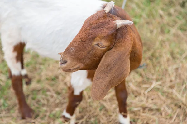 Brown Lovely Goat Looking Camera Green Nature Background — Stock Photo, Image