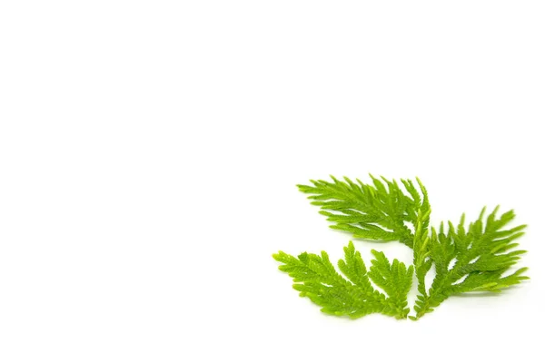 Selaginellaceae Bladeren Een Witte Achtergrond — Stockfoto