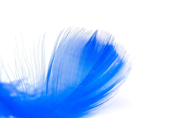 Blue Feathers White Background — Stock Photo, Image