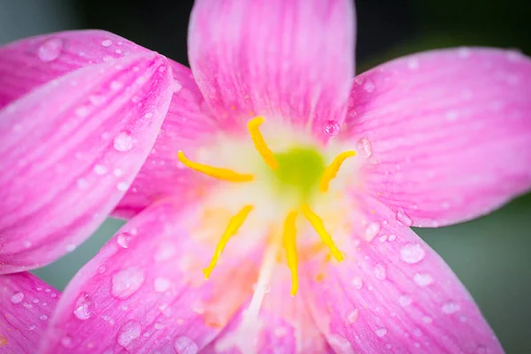 Rosa Zefyranthes Grandiflora Blomma Har Vattendroppar Längs Kronbladen Med Svart — Stockfoto