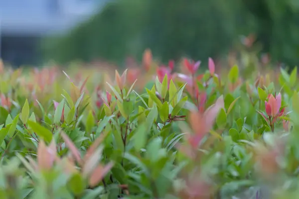 Tops Árvores Uso Natureza Verde Para Fundo — Fotografia de Stock