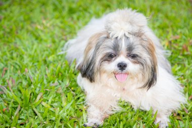 Bahçe arka planında sevimli Shih Tzu köpeği