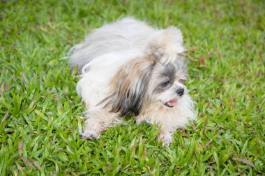 Bahçe arka planında sevimli Shih Tzu köpeği