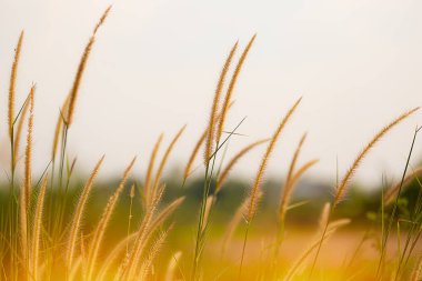 Çiçek açan fıskiyeler doğal arka plan.