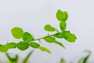 Kafir limon yaprakları, yemek pişirmek için baharat olan otlar..