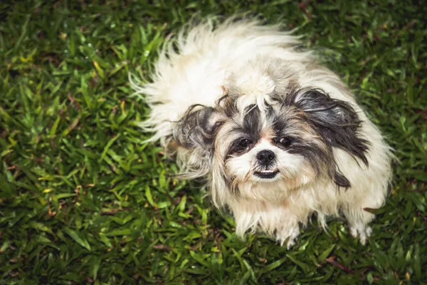 Lovely Female Shih Tzu Dog Lawn Background — Stock Photo, Image