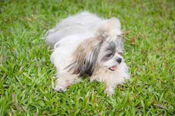 Mooie Vrouwelijke Shih Tzu Hond Gazon Achtergrond — Stockfoto