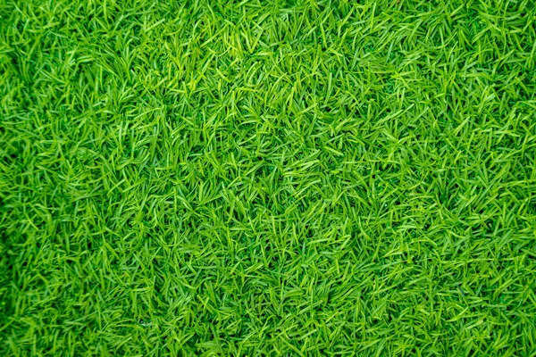 Zielona Sztuczna Trawa Naturalna — Zdjęcie stockowe