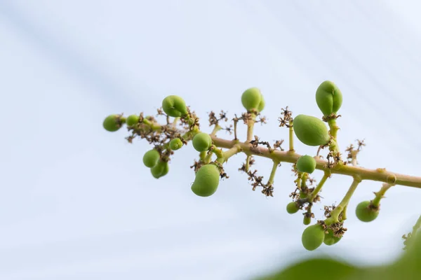 Small green mangoes on a branch of a mango tree background