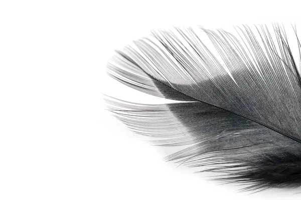 Black Feather Texture White Background — Stock Photo, Image
