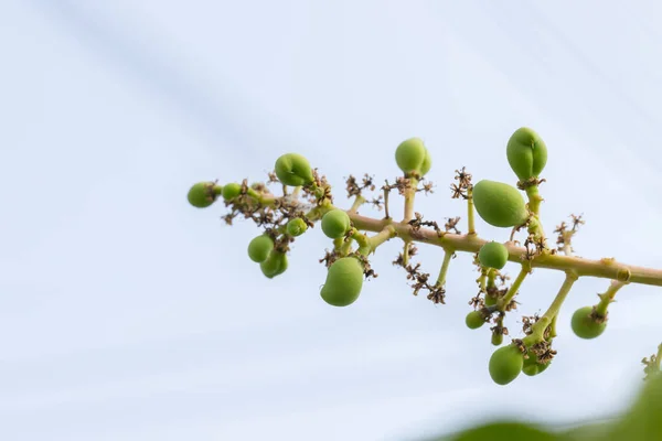 Small green mangoes on a branch of a mango tree background