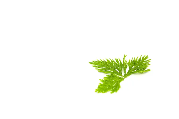 Селагинелловые Листья Белом Фоне — стоковое фото