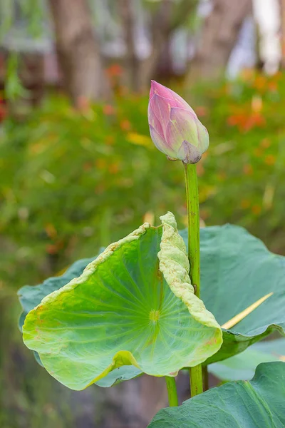 Pink Lotus Bud Blooming Natural Background — Stok fotoğraf